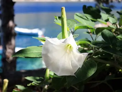 Ferienwohnung für 4 Personen in Korčula 8/10