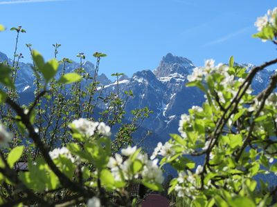 Eisheiligen Birnbaumblühte