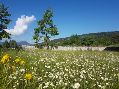 Unser Naturgarten mit Wildblumenwiese