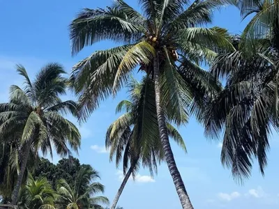 Ferienwohnung für 2 Personen (20 m²) in Playa Larga 8/10