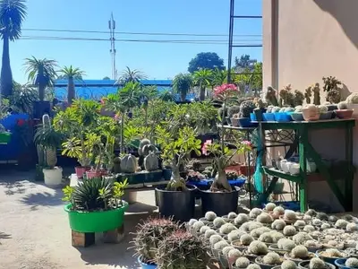 Ferienwohnung für 2 Personen (18 m²) in Manzanillo 7/10