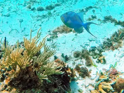 Ferienwohnung für 5 Personen (25 m²) in Playa Girón 3/10