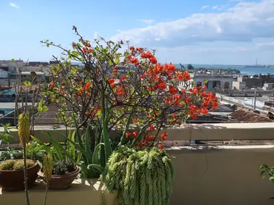 Ferienwohnung für 2 Personen (18 m²) in Municipio de Cienfuegos 8/10