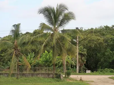 Ferienwohnung für 3 Personen (16 m²) in Playa Larga 8/10