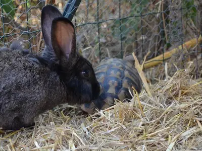 Unsere Hasen haben einen neuen Freund