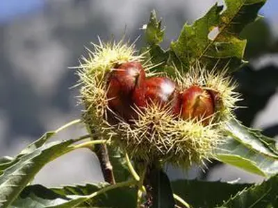 Kastanien, Maroni im Herbst zur Törggelezeit