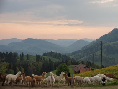 Sonnenuntergang auf der Alpakafarm