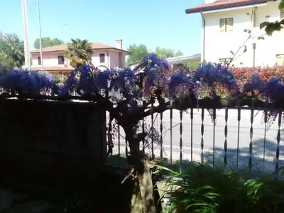 Garten. Wisteria in voller Bluete