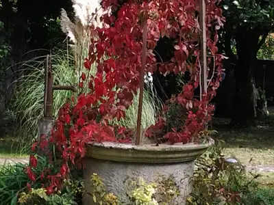 Garten. Gartenseite im Herbst