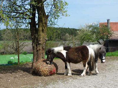 Ferienwohnung für 6 Personen (60 m²) 8/10