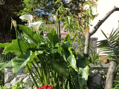 Ferienwohnung für 6 Personen in Korčula 8/10