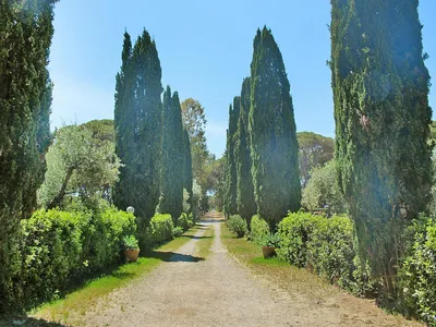 ViewSummer