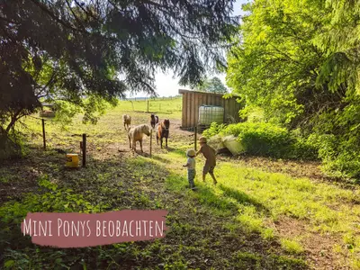 bei einem Waldspaziergang zu entdecken