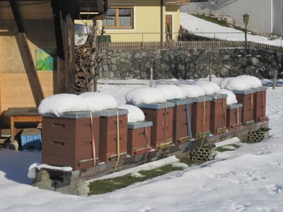 Bienen Winter