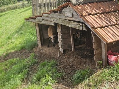 tierische Mitbewohner