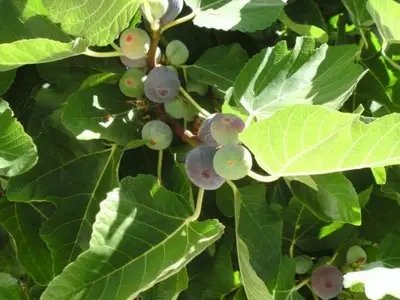 Olivenbaum im Garten
