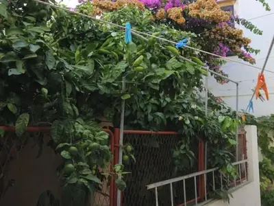 house
