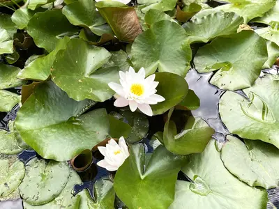 Teichrosen Teichrosen