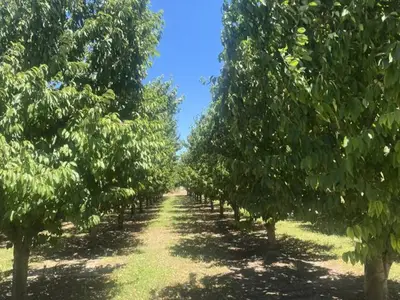Ferienwohnung für 5 Personen (80 m²) in L'Isle Sur La Sorgue 3/10