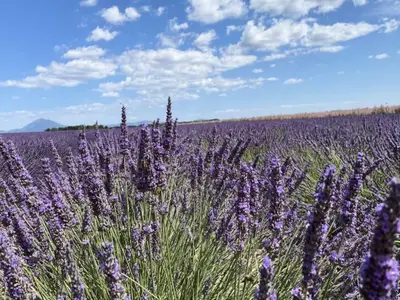 Ferienwohnung für 4 Personen (30 m²) in Brunet 10/10