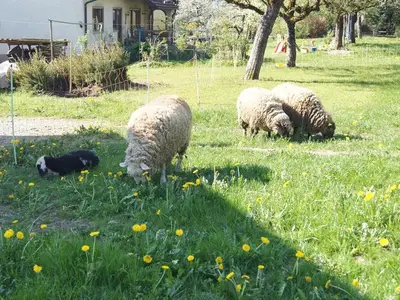 Ferienwohnung für 5 Personen (65 m²) in Regnitz 5/10