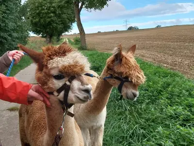 Alpakas