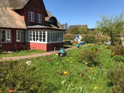 Tulpengarten am Hüs Sanskiin in Süddorf auf Amrum