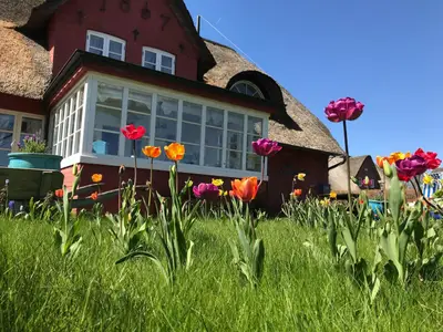 Tulpengarten am Hüs Sanskiin in Süddorf auf Amrum