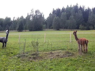 Alpakas auf der Weide