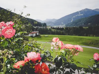 Rosen vor dem Haus