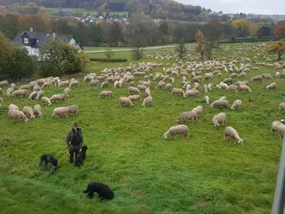 Ausblick zur Schafherde mit Schäfer