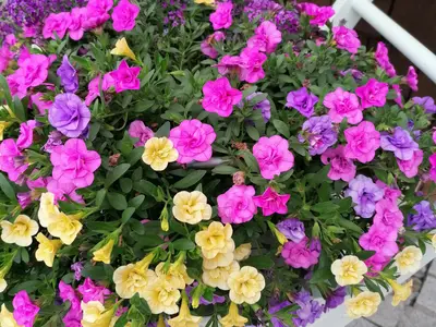 Sommerblumen