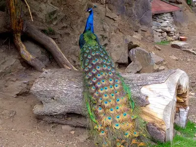 Pfau