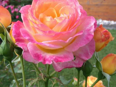 Blumen 3