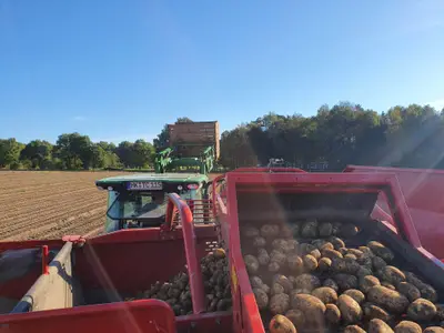 Kartoffelernte