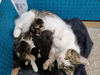 Katzen