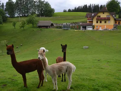 Aussenansicht Haus mit Alpakas