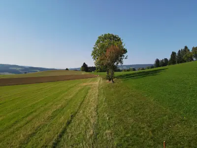 Alpakas Wandern