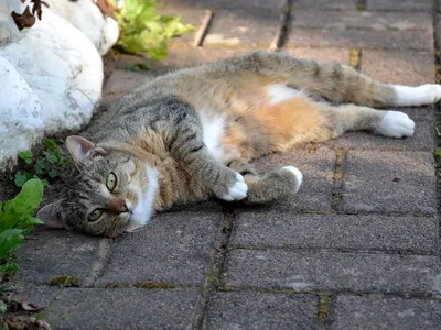 Katze