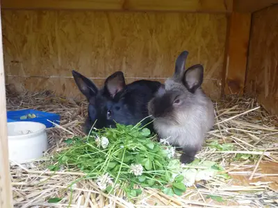 Unsere Tiere