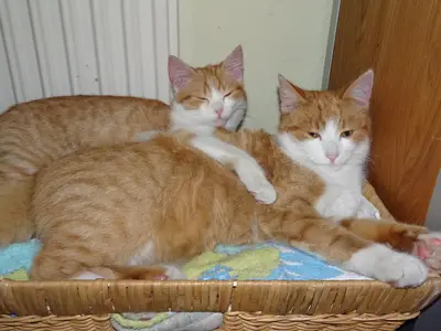 Speedy und Wendy gehören zu Haus und Garten