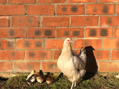 Henne mit Küken
