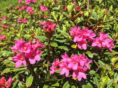 Almrauschblüte