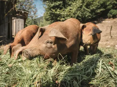 Glückliche_Schweine