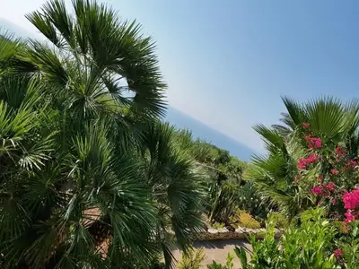ViewSummer