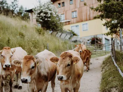 Bauernhof, © Kamsker, Foto: nixxipixx