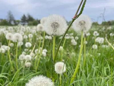 Feld vor dem Haus im Mai