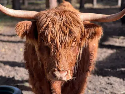 Highlands sind auch im Park ansässig