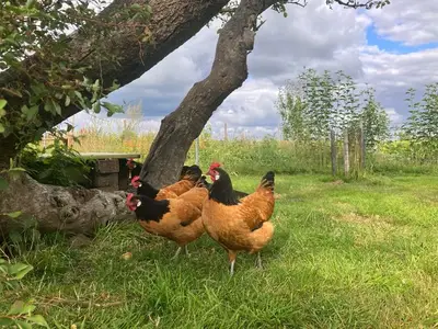Ferienwohnung für 3 Personen (40 m²) in Bergenhusen 10/10