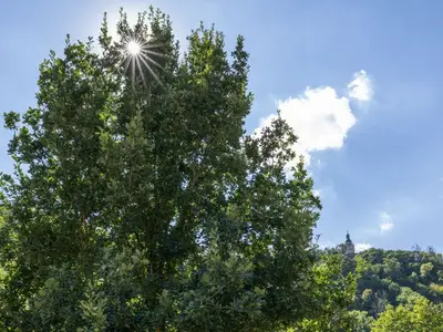 Ferienwohnung für 3 Personen (30 m²) in Meisdorf 10/10